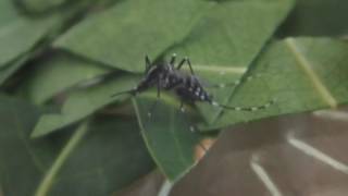 奇跡の木”ミラクルニーム”の葉を刻んでヤブ蚊を閉じ込めてみた