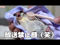 シャンプーされている時の顔がすんごいフクロモモンガ