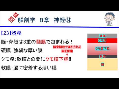 簡単解剖学　８章　神経㉔(髄膜)