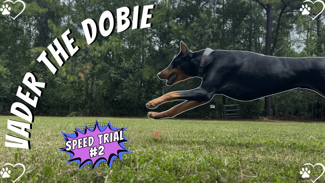 Vader’s Speed Trial Showdown | Sarcasm, Sprints, & Pink Tennis Ball Chaos (Ricky Bobby Edition)