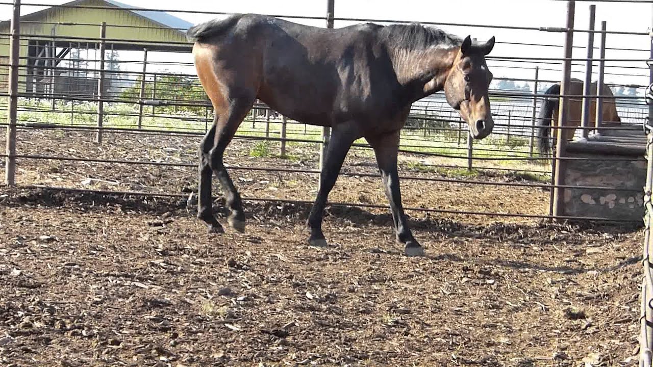 Enumclaw Auction 7/7/13 Appaloosa Stallion 819 1 YouTube