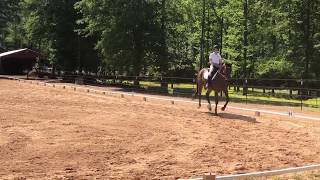 Elisabeth Chizek and Providence 2019 USEF Second Level Test 3