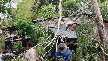 Cưa cây bạch đàn nghiên vào nhà ,Cưa cây kỹ thuật cao