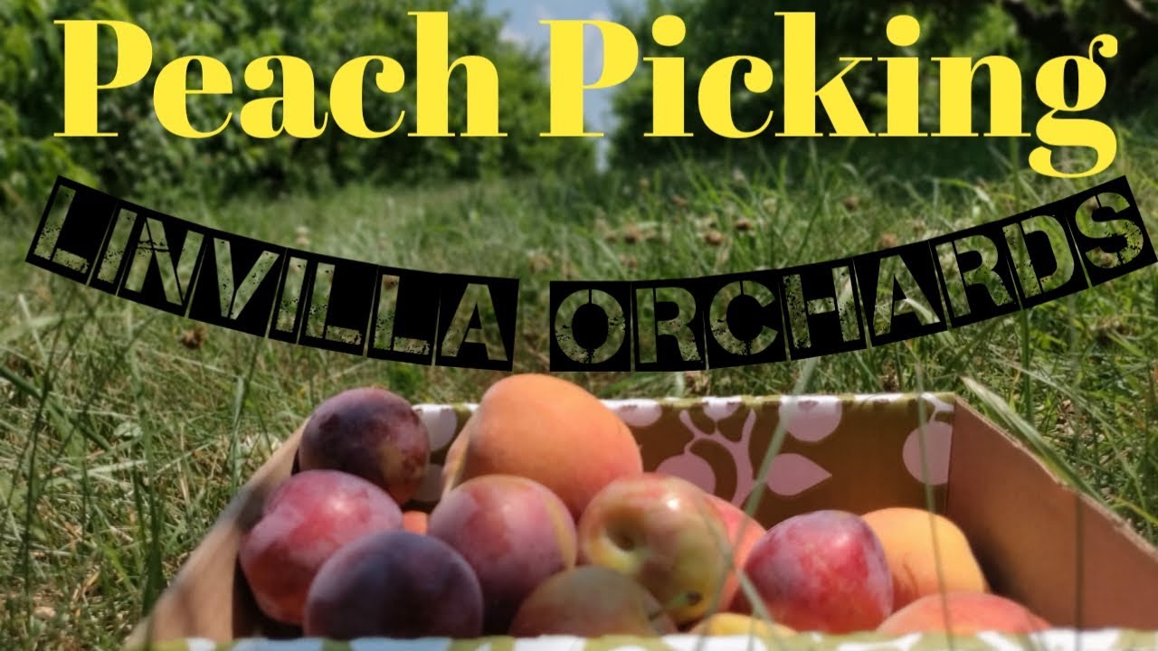 Linvilla Orchards / Peach Picking / Biggest Orchard in PA / Watch in 4k YouTube