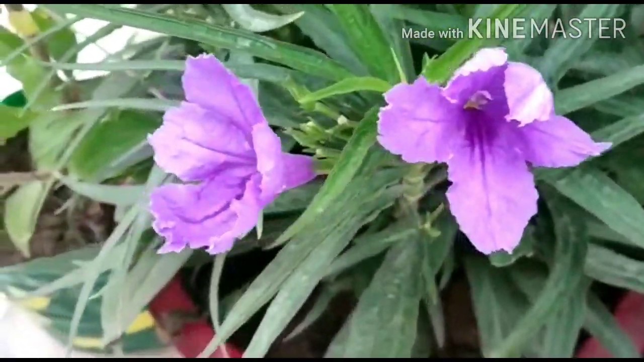 Chap84 MEXICAN PETUNIA hardy plant for summer/heat tolerant plant 🌸🌸