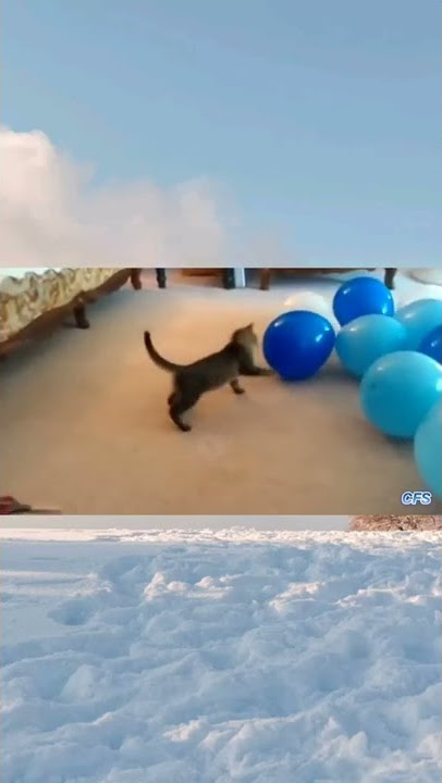 Kucing Ini Kaget Saat BalonNya Meletus#short #shorts #trending #viral #fyp #ytshorts #onthespot