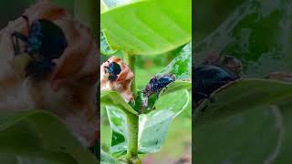 Bug #nikkor #nikonfm2 #photography #nature