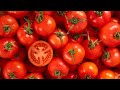 TOMATO Farming: PART 1