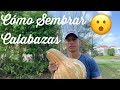 Cómo Sembrar Calabazas