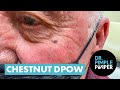 A Chestnut DPOW