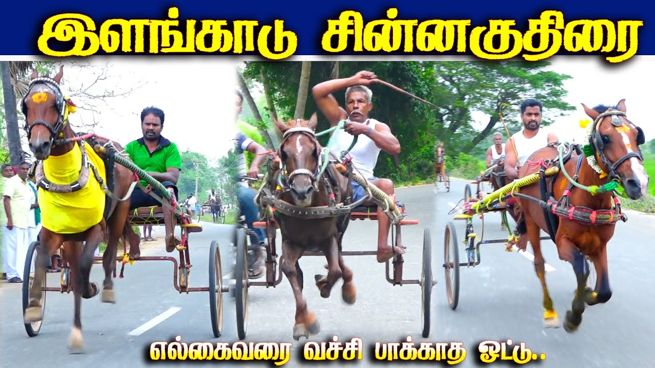 இளங்காடு சின்னகுதிரை பந்தயம் 24.01.2026