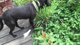 狗吃草 dog eat grass鞥