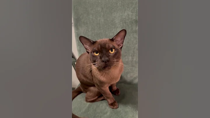 Video 11823691: cat meowing sound kitten, baby cats kitten meowing, cats kittens meowing cute, funny cats kittens meowing