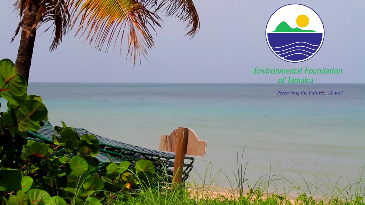 Jamaica Greenhouse Growers YouTube