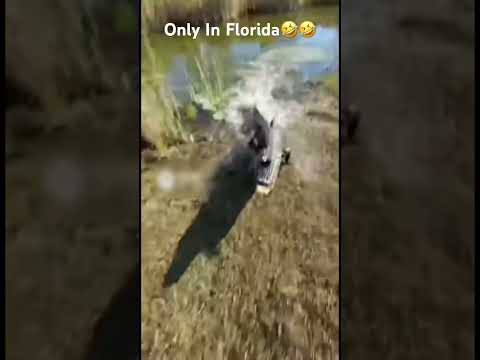 Crazy Gator Runs After Man🤣🤣🤣 #shorts #florida #alligator #funny #funnyvideo