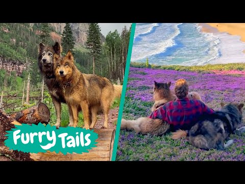Living with majestic wolfdogs 🐺