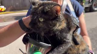 Cats Saved From House Fire Given Oxygen by Firefighters