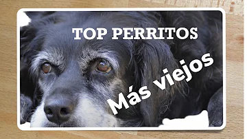 ¿Qué edad tiene el perro más viejo que vive actualmente?