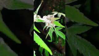 GUERILLA GROW MOLD SEASON HAS ARRIVED
