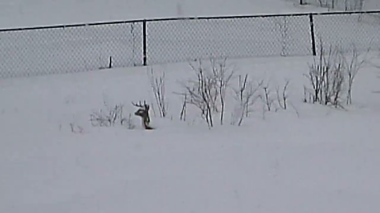 2026 HERE WE GO AGAIN NEVERENDING