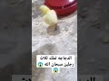 دجاجه تملك ثلاث رجلين سبحان الله
