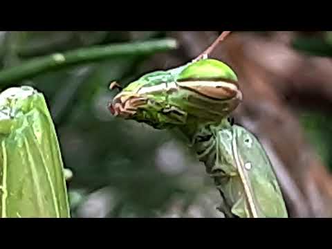 Video: Obična bogomoljka: stanište, boja, fotografija