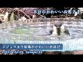 『シジュウカラ幼鳥のかわいい水浴び』本日のかわいいお客さま 2020/06/24-25 ep155