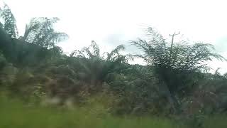 Luasnya kebun Sawit warisan Sitorus di Konawe Utara Sulawesi Tenggara