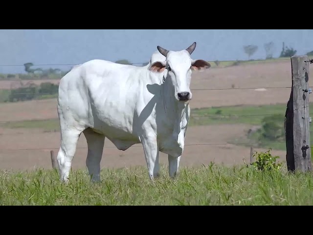 LOTE 50 NEGUINHA FIV TERRA BOA BOA A2289