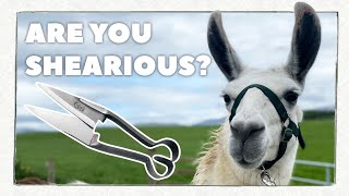 You can’t be shearious!? | Llama Shearing