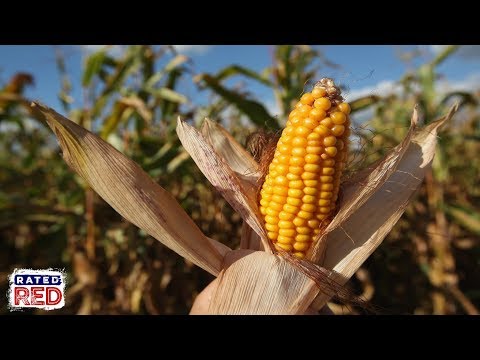 Is Baby Corn Genetically Modified
