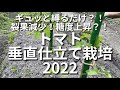 ギュッと縛るだけで裂果減少⁈トマト垂直仕立て栽培2022はじめました！#102 #家庭菜園 #野菜栽培 #ガーデニング #無肥料 #道法スタイル #道法正徳 #垂直仕立て栽培
