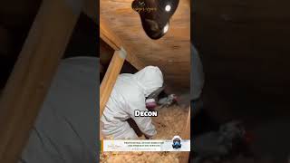 Famous Still Struggling with Black Mold? We’ve Got the Solution! #shorts #moldremediation #moldremoval Net Worth