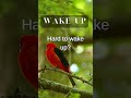 The sound of birds will help you wake up smoothly
