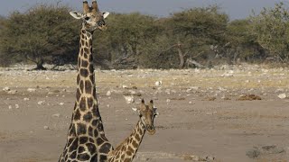 How Porcupines Mate, the Bizarre Sex Habits of Giraffes (and Much, Much More)