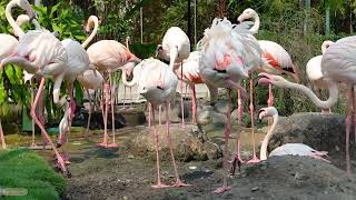 Birds feeding and soft piano music help you sleep soundly. screenshot 5