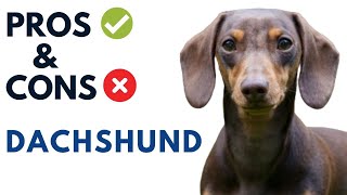 Dachshunds Pros and Cons | Dachshunds Advantages and Disadvantages