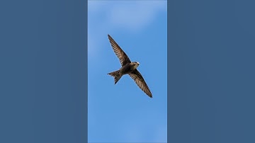 Common Swift bird