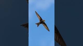 Common Swift bird