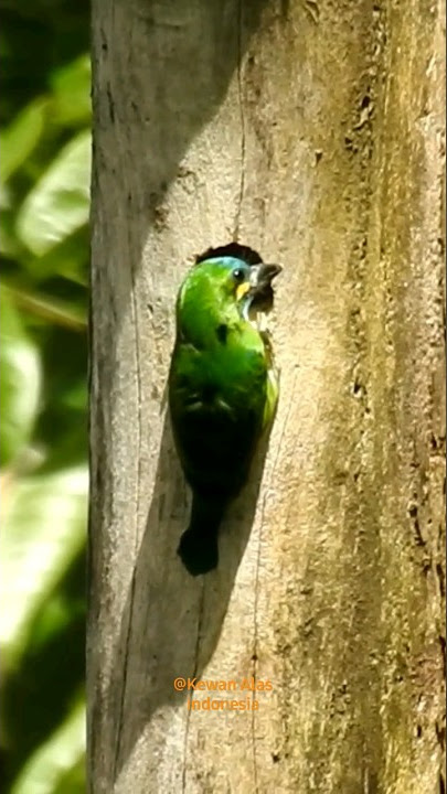 Amazing !!! Seperti ini Cara Burung Takur Tenggeret Membuat Sarang #birds #burung #wildlife