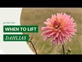 When To Lift Dahlias | Gardening Tips with J. Parker's