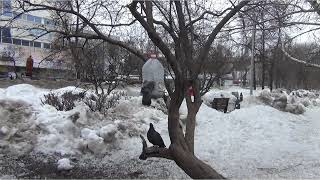 Смешное видео, птица застряла в кормушке видео прикол. Смешное видео, птица застряла в кормушке видео прикол.