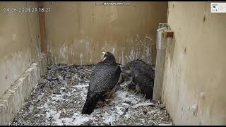 PKiN Warszawa PL - Mom Giga feeding  Sawka 4HX, later Hugo &amp; Bona - 2024 06 04 21 17