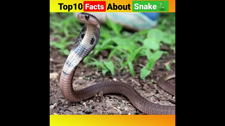 top10 intresting facts about snake🐍 #shorts #new #facts #amazing #top10 #hindi #science #snake