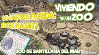 Galápagos de Florida: Especie invasora
