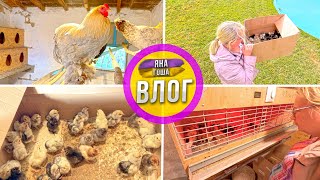 Птичий влог: ЦЫПЛЯТА, петухи, курочки, индюки... даже ЛАСТОЧКИ! Переводим цыплят в брудер!