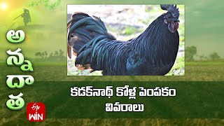 Kadaknath - black hen farming | ETV screenshot 4