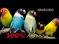 Suara Pancingan Burung Lovebird Full Volume Jernih Mp3 - Mp4 Download