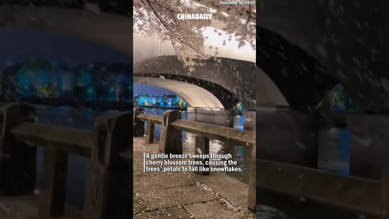 When cherry blossoms dance like snow