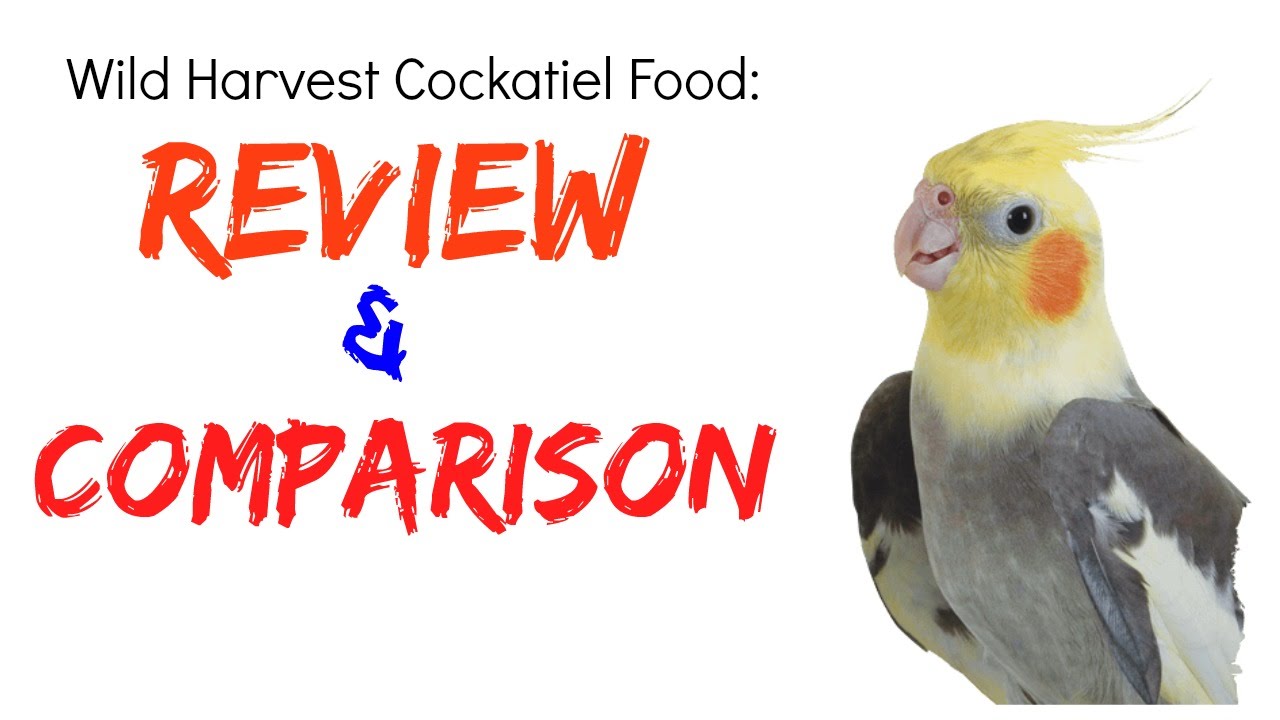 Wild Harvest Bird Food Review and Comparison YouTube